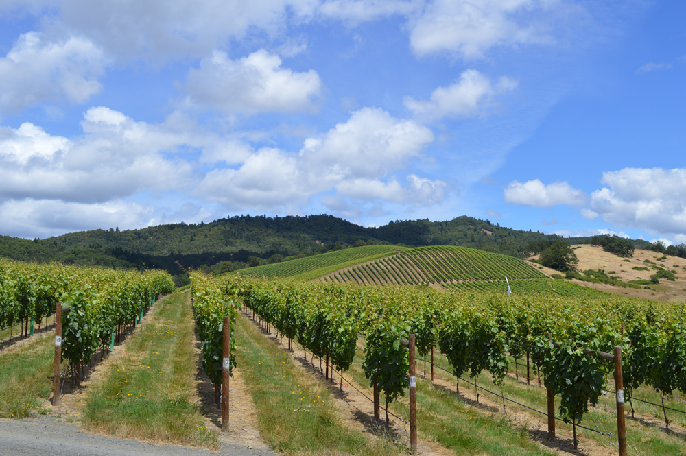 umpqua valley vineyard