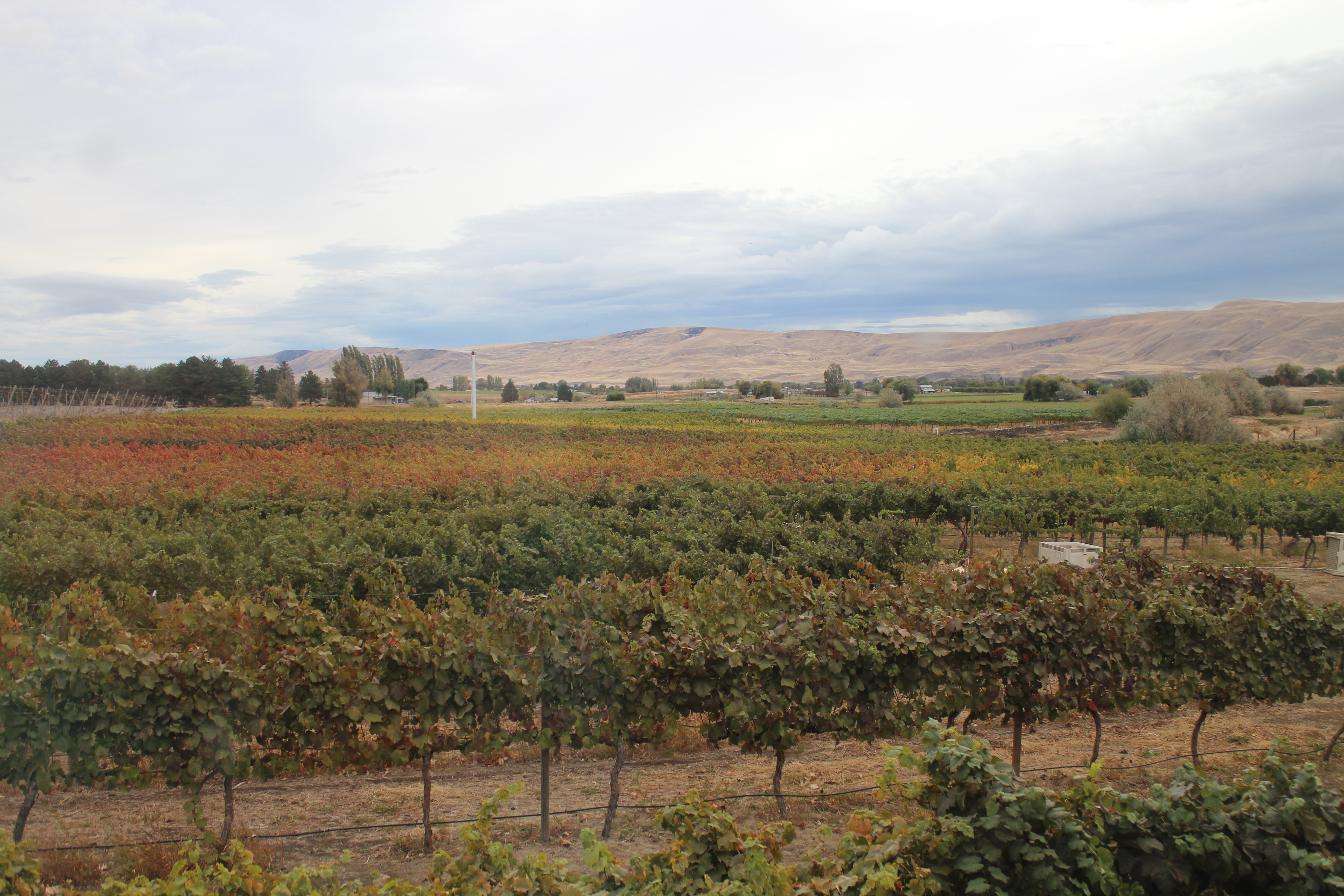 Vineyard at Domanico Cellars in Prosser, photo by Carrie Uffindell