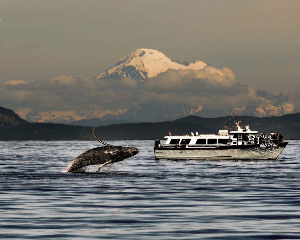 whales in puget sound