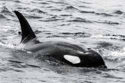 Puget Sound Express - Orca Whale