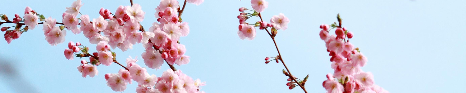 Seattle Cherry Blossom Festival