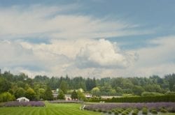 Woodinville Lavender Farm