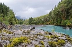 The Hoh Rainforest: Our Photo of the Week