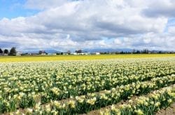 Skagit Valley Daffodil Fields