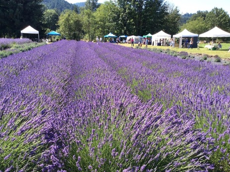 mckenzie river lavender festival