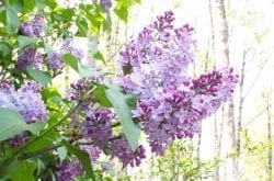 Hulda Klager Lilac Garden
