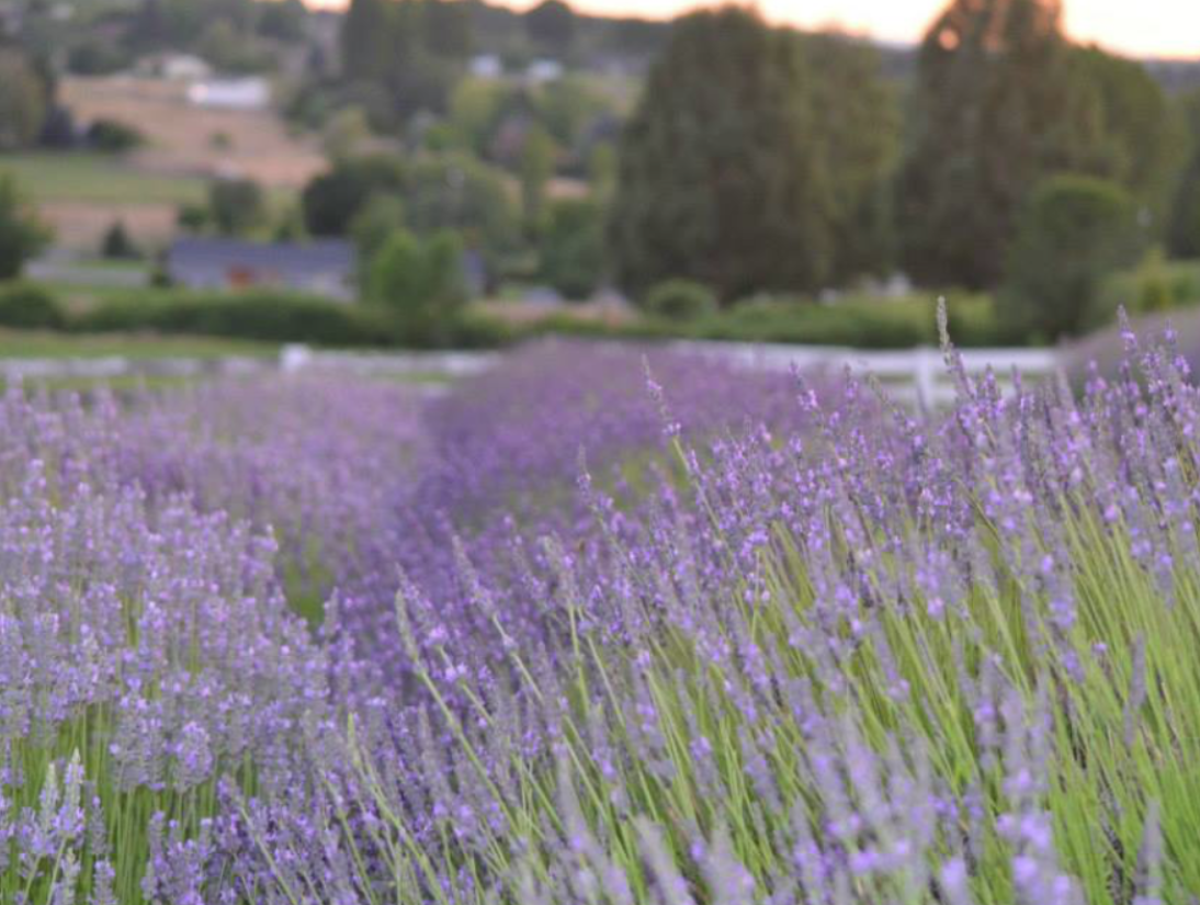 Where to Find the Northwest’s Most Spectacular Lavender Festivals