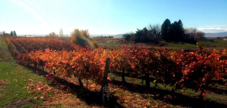 Bonair Vineyards in Zillah WA Yakima Valley