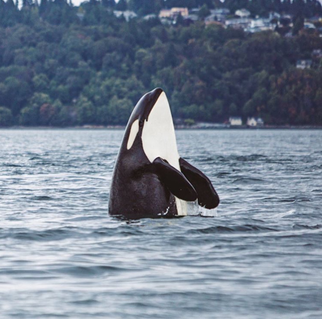 Orcas in Puget Sound