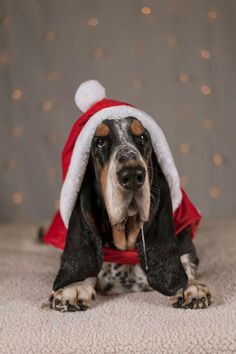 basset hound christmas