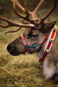 live Christmas reindeer at Christmas market 
