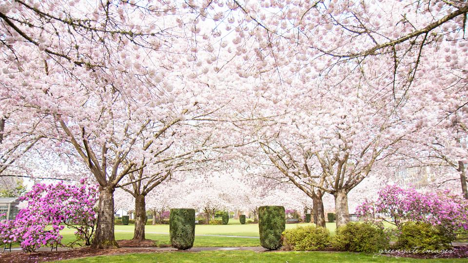 oregon cherry blossoms