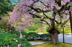 The Portland Japanese Garden