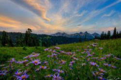 mt baker national park wild purple asters by photographer erwin buske