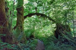 Trail in the Mt Baker Snoqualmie National Forest in June