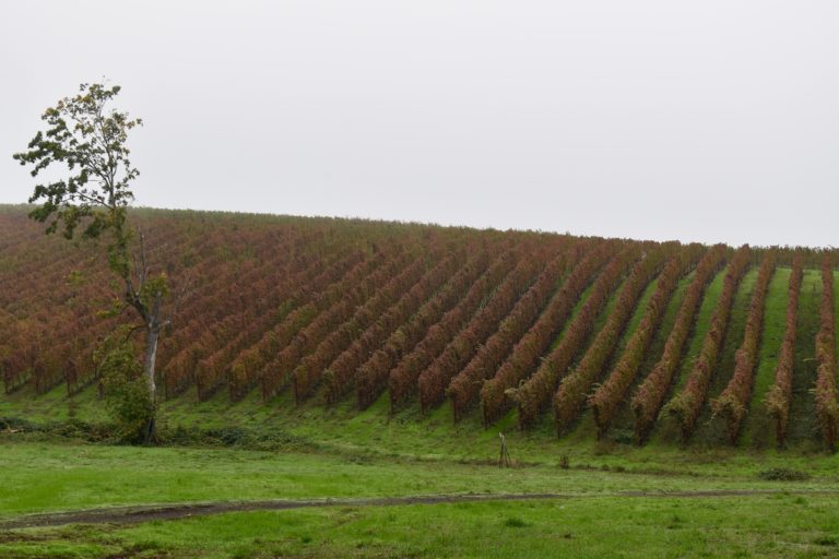 vineyard oregon in fog