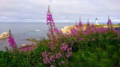wildflowers oregon coast 