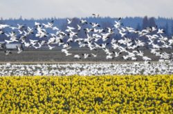 daffodil fields in skagit valley