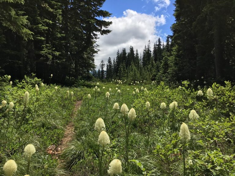 Oregon wildflowers