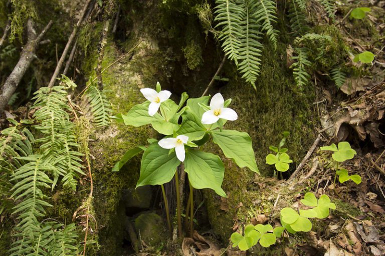 Oregon wildflower trillium