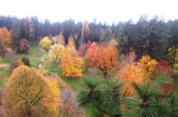 spokane park arboretum john finch