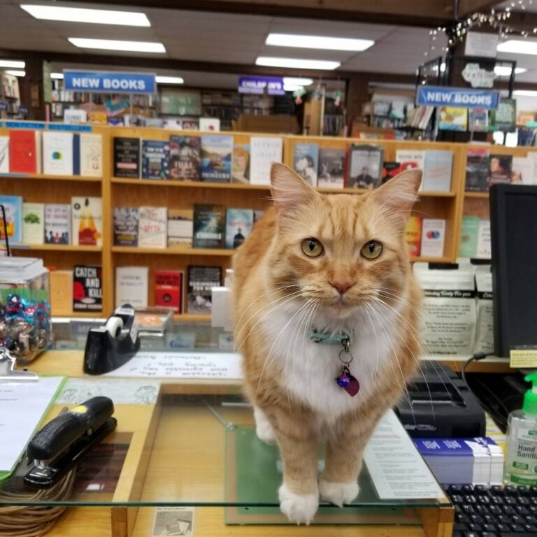 book store cat