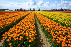 Photo of the Week: Roozengaarde Tulip Fields