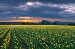 skagit valley daffodil fields in March 2021 by Jim Choate