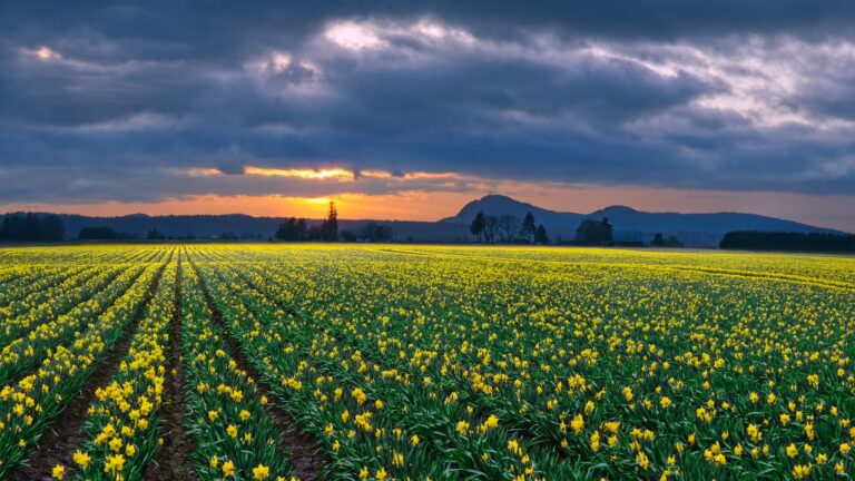 skagit valley daffodil fields in March 2021 by Jim Choate 