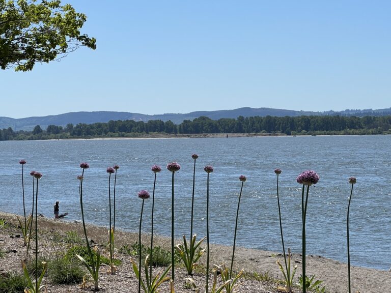 allium flowers line the Kalama waterfront park