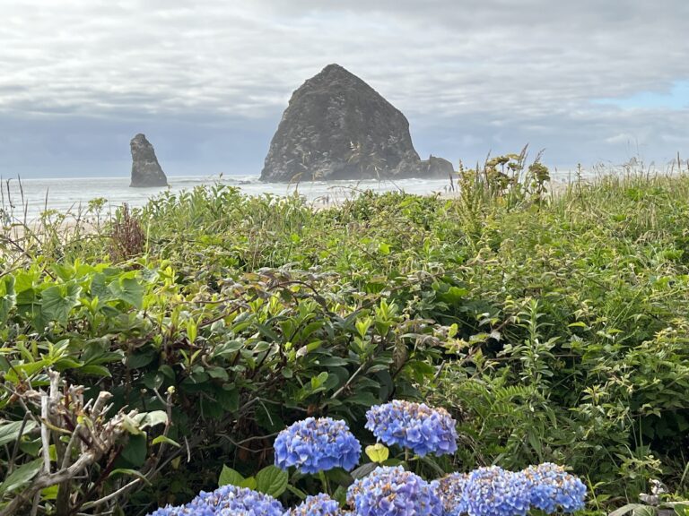 Cannon Beach, Oregon and haystack rock in summer with hydrangeas