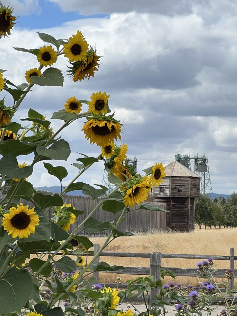 Fort Vancouver garden and sunflowers in August