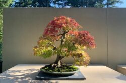 pacific bonsai museum in federal way Washington