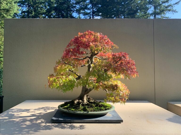 pacific bonsai museum in federal way Washington 