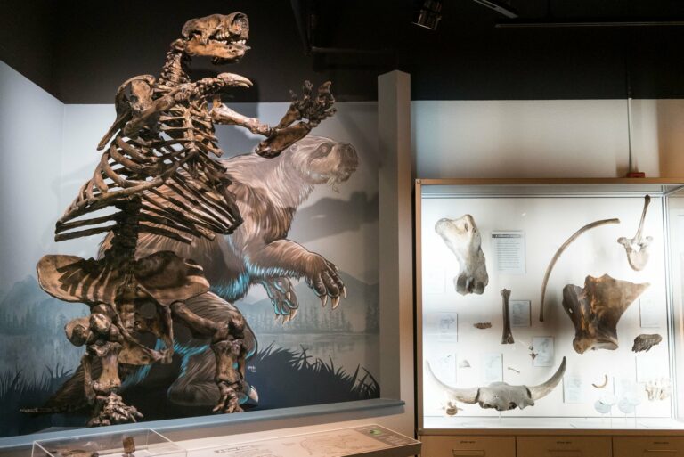 Giant sloth skeleton at Museum of Natural and Cultural History in Eugene oregon 
