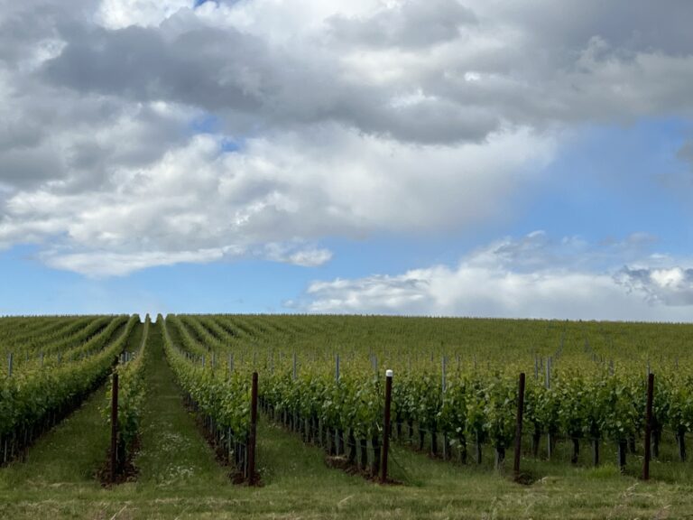 Willamette Valley roadside view of vineyards still green with puffy white clouds and blue skies 